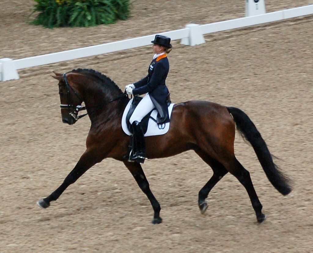 Dressage horse and rider in an arena